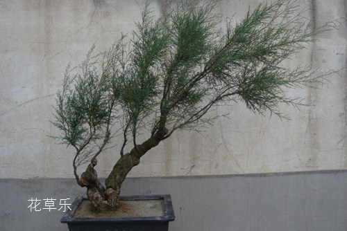 长焦镜头压缩空间亚洲三区在线观看内射后入，揭示摄影艺术的神奇维度